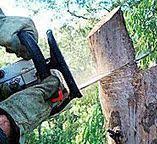 How Our Tree Care Process Works  in  Shepherd, TX