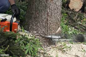 Trusted Shepherd, TX Tree Services Experts
