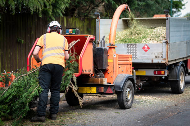 Organic Lawn Care Solutions in Shepherd, TX