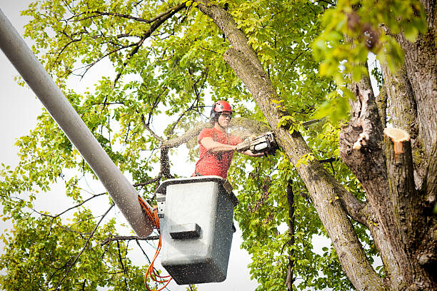 Reliable Shepherd, TX Tree Services Solutions