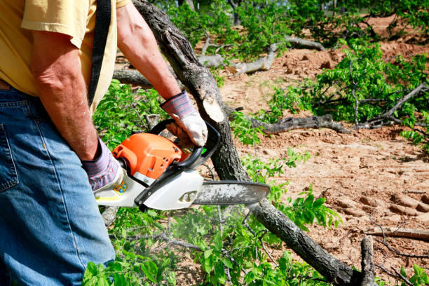 Best Lawn Watering Services  in Shepherd, TX