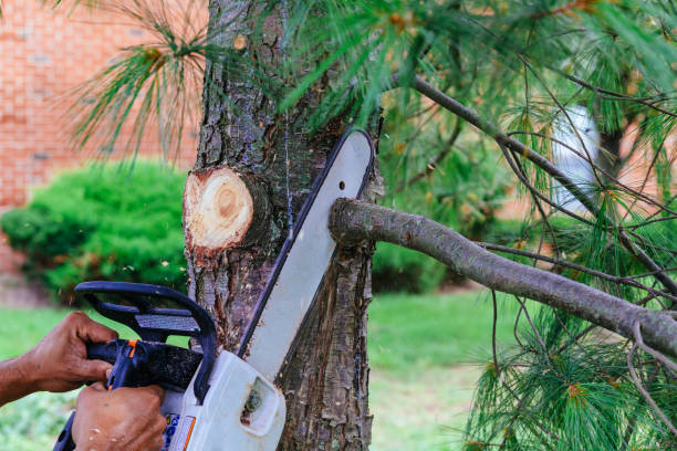 How Our Tree Care Process Works  in  Shepherd, TX